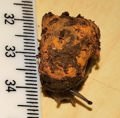 Gittenedouardia spadicea