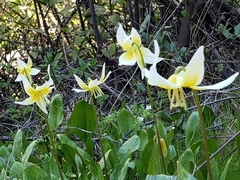 Erythronium multiscapideum