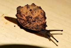 Gittenedouardia spadicea