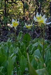 Erythronium multiscapideum