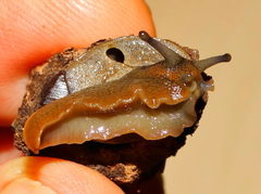 Gittenedouardia spadicea