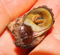 Gittenedouardia spadicea