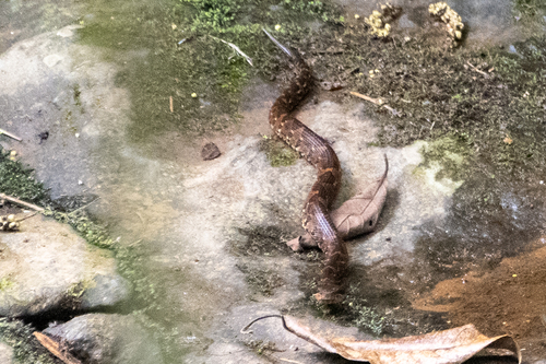 Picado's Pit Viper, Atropoides picadoi