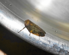Ptyelus grossus