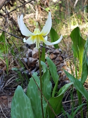 Erythronium multiscapideum
