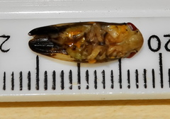 Ptyelus grossus