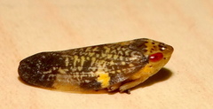 Ptyelus grossus