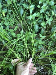 Carex muehlenbergii