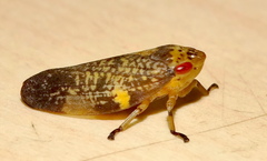 Ptyelus grossus