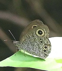 Ypthima baldus newboldi