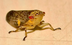 Ptyelus grossus