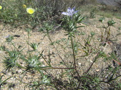 Eriastrum eremicum eremicum