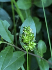 Carex muehlenbergii