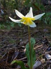Erythronium multiscapideum