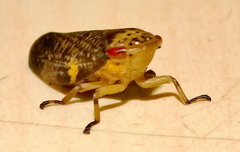 Ptyelus grossus