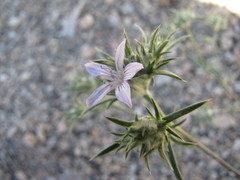 Eriastrum eremicum eremicum