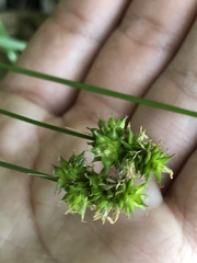 Carex muehlenbergii