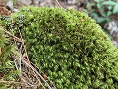 Dicranum flagellare