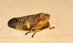 Ptyelus grossus