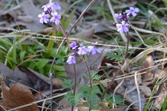 Glandularia canadensis