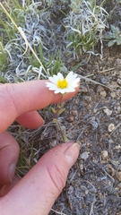 Layia glandulosa
