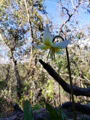 Erythronium multiscapideum
