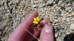 Leptosiphon chrysanthus