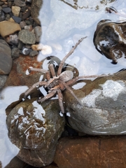 Dolomedes aquaticus
