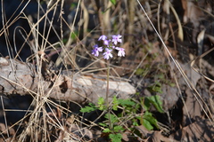 Glandularia canadensis