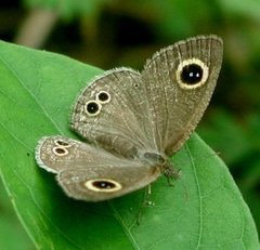 Ypthima baldus newboldi