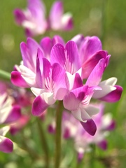 Astragalus sinicus