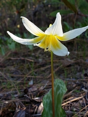 Erythronium multiscapideum