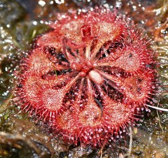 Drosera burkeana