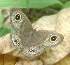 Ypthima huebneri