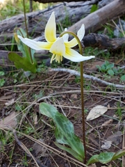 Erythronium multiscapideum
