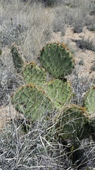 Opuntia chlorotica