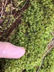 Dicranum flagellare