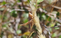 Conocephalus bilineatus