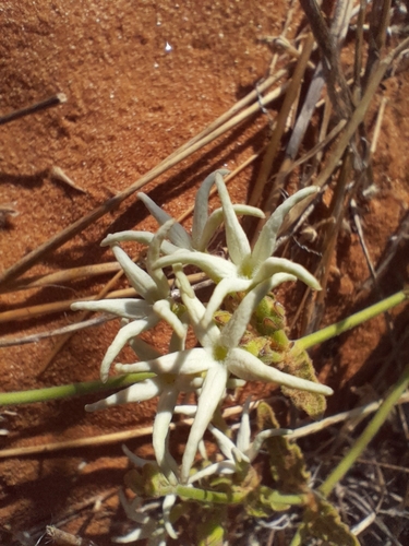Image of Orthanthera jasminiflora by no rights reserved
