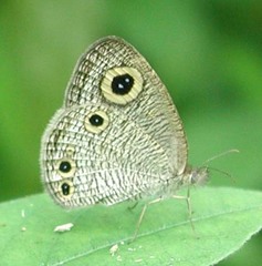 Ypthima huebneri