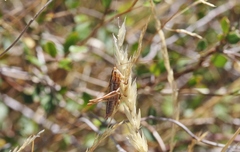 Conocephalus bilineatus