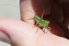 Conocephalus bilineatus