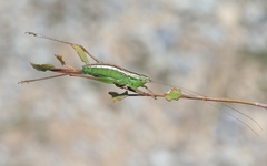 Conocephalus bilineatus