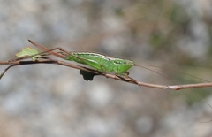 Conocephalus bilineatus