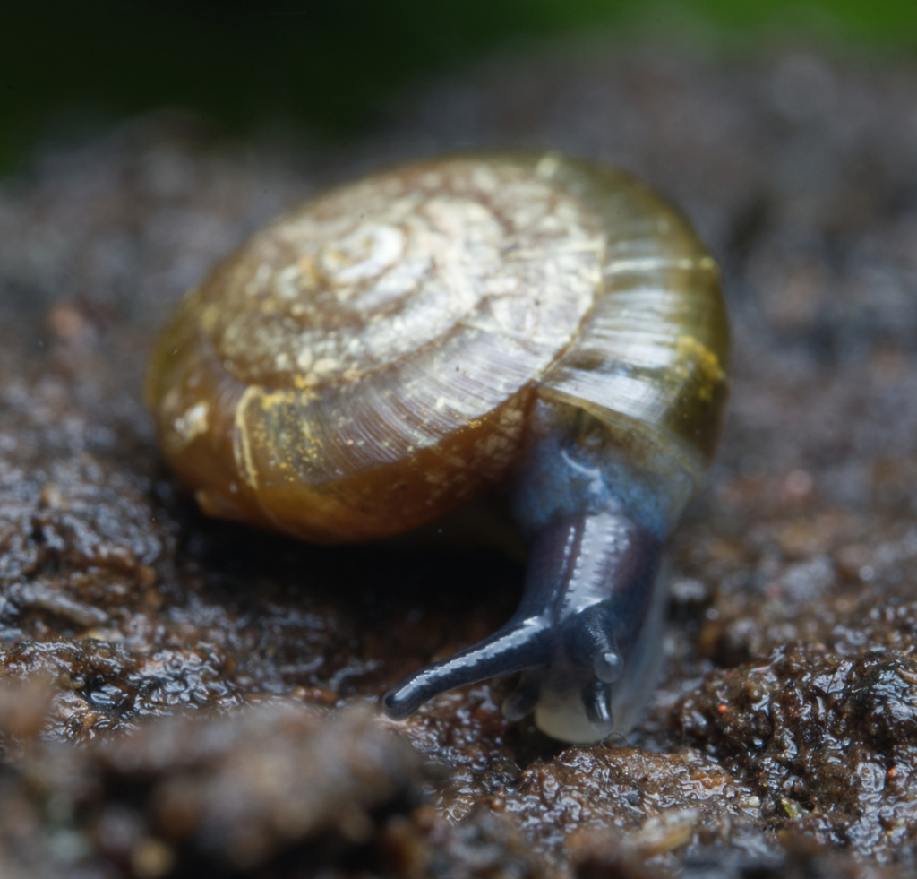Inozonites