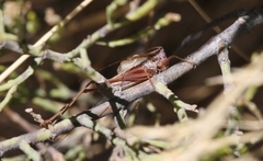 Conocephalus bilineatus