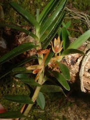 Maxillaria dendrobioides image