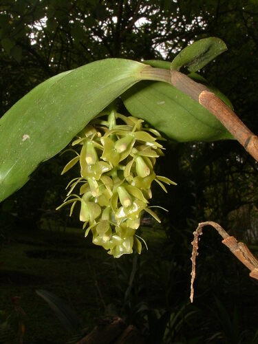 Epidendrum incomptum image