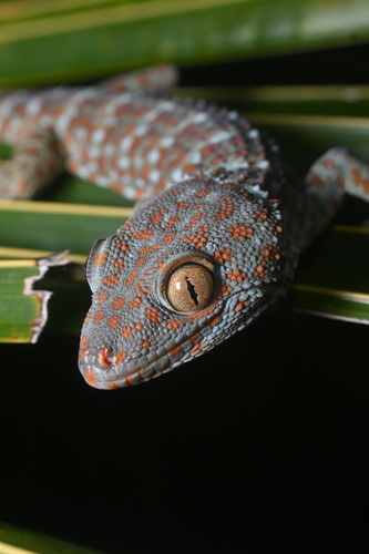 Tokay Gecko, Pulau Bali, Gianyar, Bali, ID, photo 10 of 10