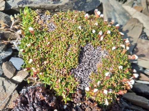 Alaska Douglasia (Androsace ochotensis)